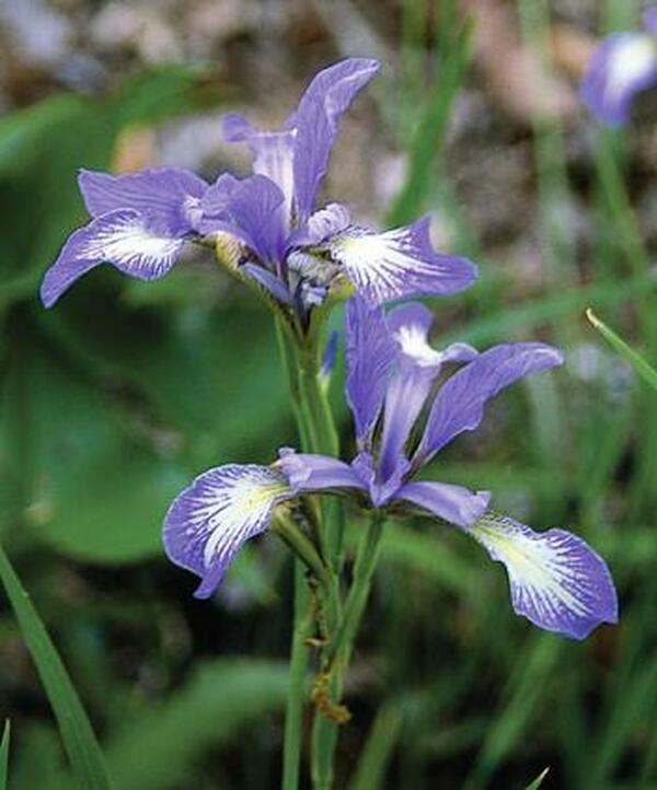 Image of Iris prismatica|Juniper Level Botanic Gdn, NC|JLBG