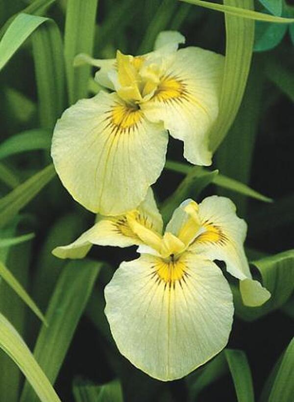 Image of Iris x pseudata 'Aichi no Kagayaki'taken at Juniper Level Botanic Gdn, NC by JLBG