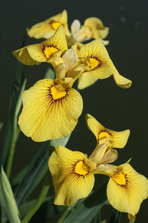 Image of Iris x pseudata 'Chance Beauty'taken at Juniper Level Botanic Gdn, NC by JLBG