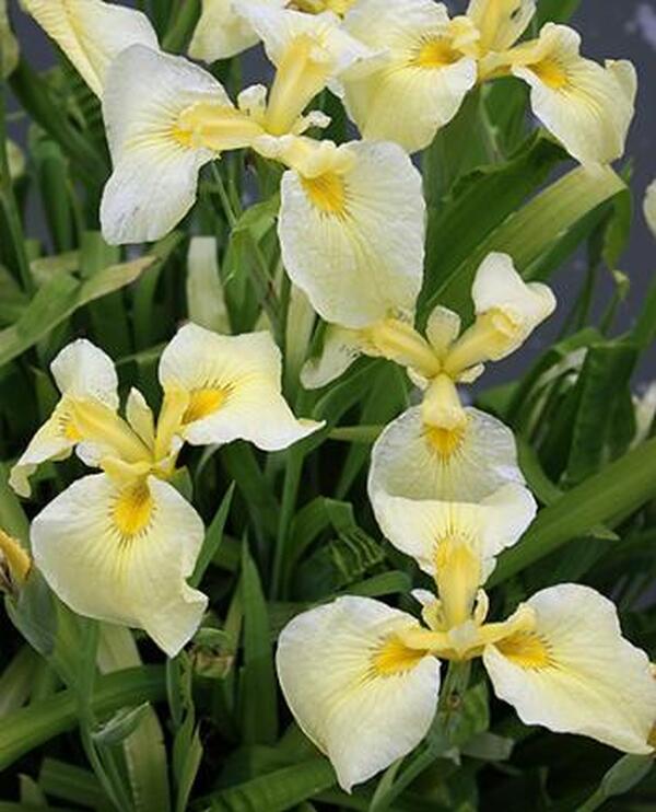 Image of Iris x pseudata 'Kimboshi'taken at Juniper Level Botanic Gdn, NC by JLBG