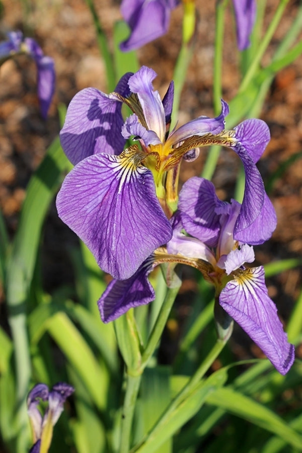 Image of Iris setosa 'Hokkaido Purple'||