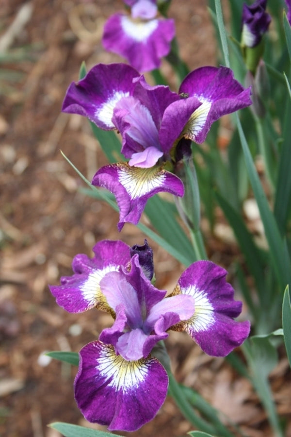 Image of Iris sibirica 'Jewelled Crown'|Juniper Level Botanic Gdn, NC|JLBG