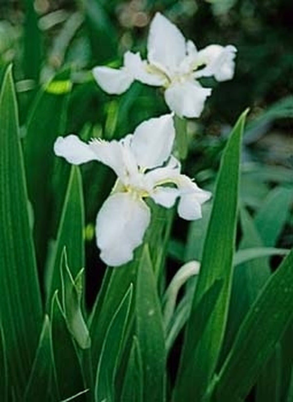 Image of Iris tectorum 'Alba'taken at Juniper Level Botanic Gdn, NC by JLBG