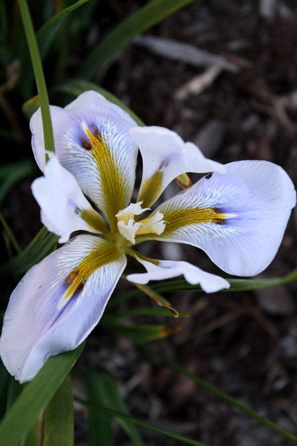 Image of Iris unguicularis 'Butt Not'taken at Juniper Level Botanic Gdn, NC by JLBG