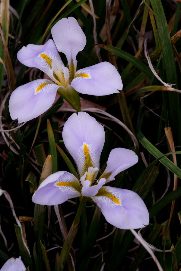 Image of Iris unguicularis 'Butt Not'taken at Juniper Level Botanic Gdn, NC by JLBG