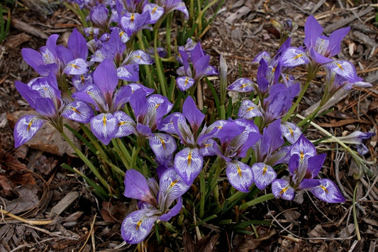 Image of Iris unguicularis 'Eye Eye'||
