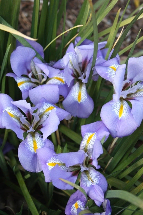 Image of Iris unguicularis 'Logan Calhoun'|Juniper Level Botanic Gdn, NC|JLBG