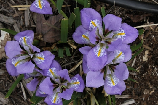Image of Iris unguicularis 'Logan Calhoun'|Juniper Level Botanic Gdn, NC|JLBG
