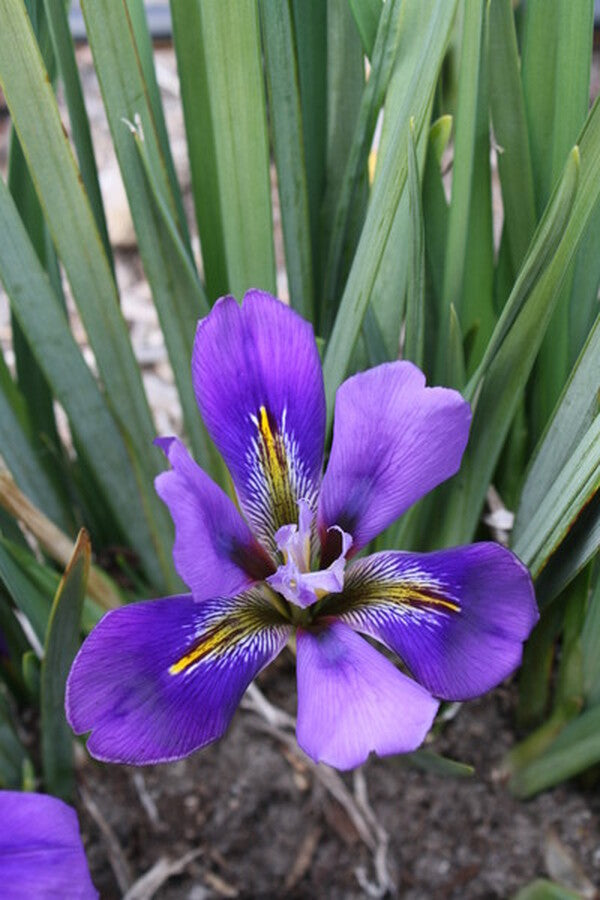Image of Iris unguicularis 'Purple Snow'|Juniper Level Botanic Gdn, NC|JLBG