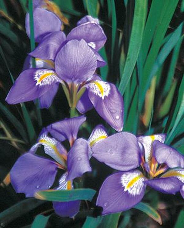 Image of Iris unguicularis|Juniper Level Botanic Gdn, NC|JLBG