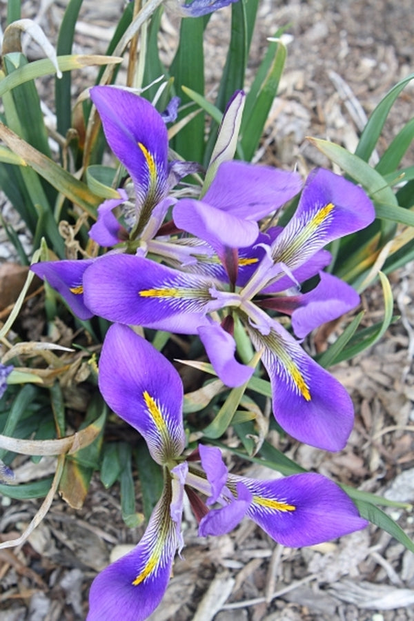 Image of Iris unguicularis|Juniper Level Botanic Gdn, NC|JLBG