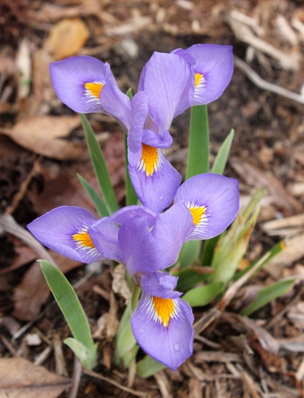 Image of Iris verna 'Cleo Chapel Road'|Juniper Level Botanic Gdn, NC|JLBG