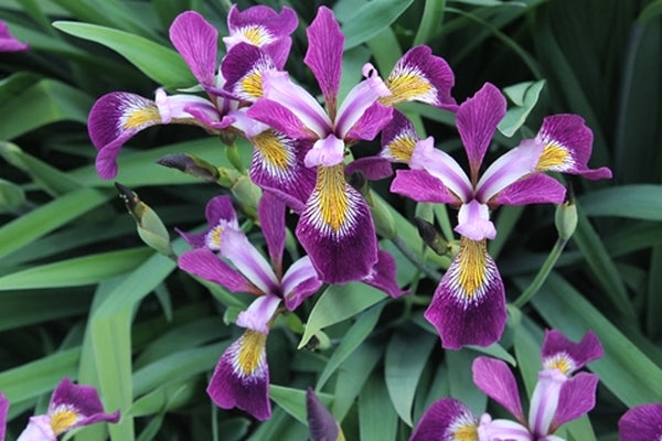 Image of Iris versicolor 'John Wood' taken at Juniper Level Botanic Gdn, NC by JLBG