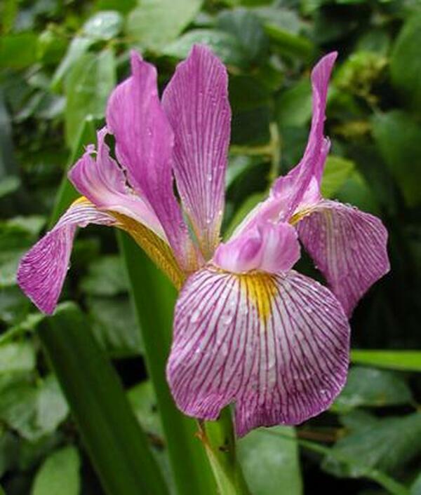 Image of Iris virginica 'Carl Amason'|Ridgecrest Nsy, AR|L. Lowman