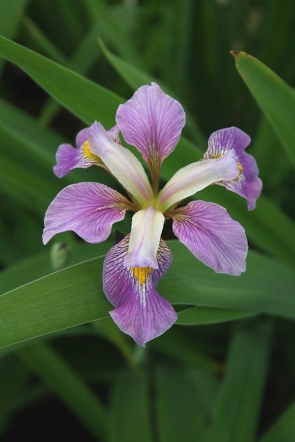 Image of Iris virginica 'Contraband Girl'|Juniper Level Botanic Gdn, NC|JLBG