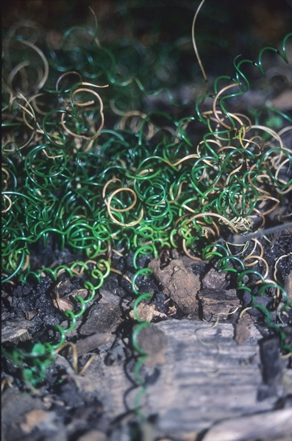 Image of Juncus effusus 'Curly Wurly'|Juniper Level Botanic Gdn, NC|JLBG