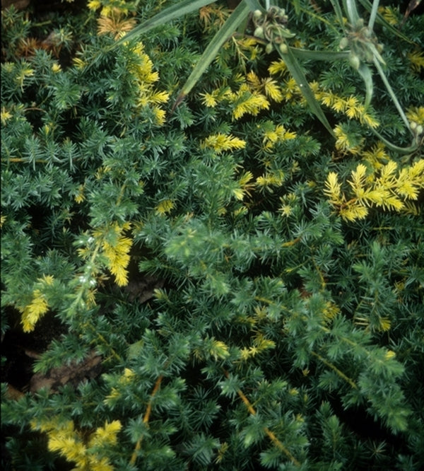 Image of Juniperus conferta 'Sunsplash'|Juniper Level Botanic Gdn, NC|JLBG