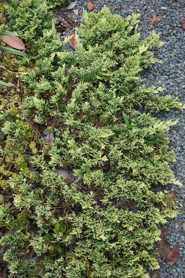 Image of Juniperus horizontalis 'Mother Lode'|Juniper Level Botanic Gdn, NC|JLBG