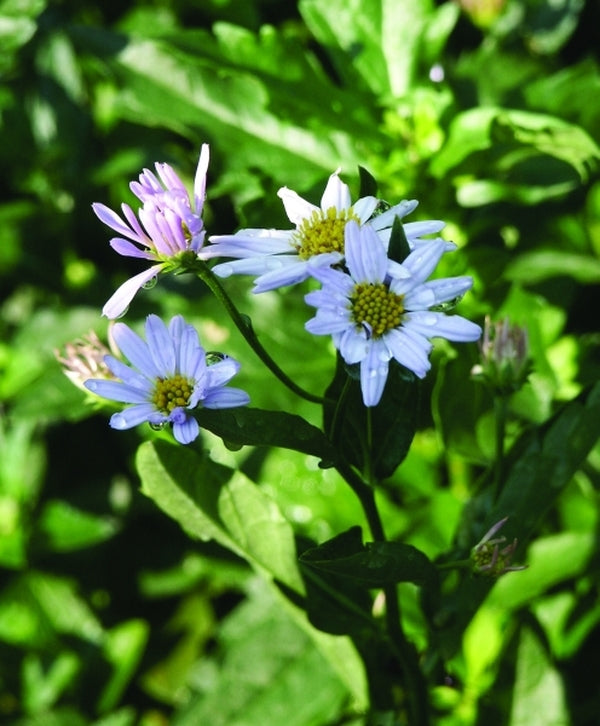 Image of Kalimeris incisa 'Blue Star'|Juniper Level Botanic Gdn, NC|JLBG