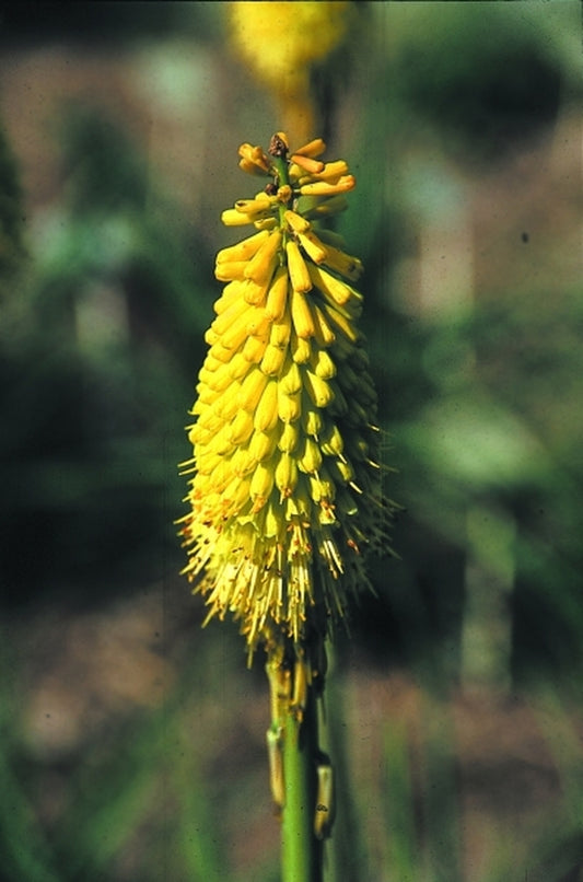 Image of Kniphofia 'Elizabeth Pierce'|Juniper Level Botanic Gdn, NC|JLBG