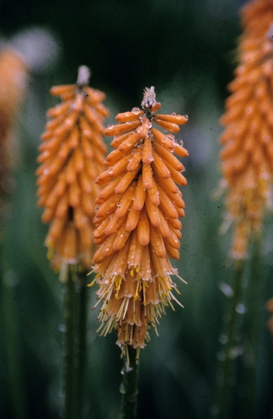 Image of Kniphofia 'First Sunrise' PP 16,036|Juniper Level Botanic Gdn, NC|JLBG