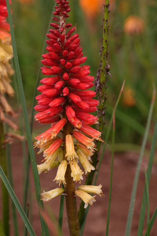 Image of Kniphofia 'Hot and Cold' PP 31,185taken at Walters Gardens, MI