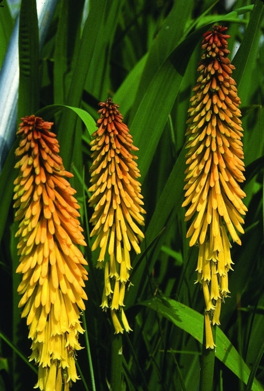 Image of Kniphofia 'Parmentier'|Juniper Level Botanic Gdn, NC|JLBG