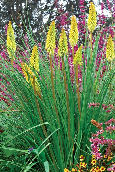 pineapple popsicle plant Kniphofia Pineapple Popsicle PP 22969