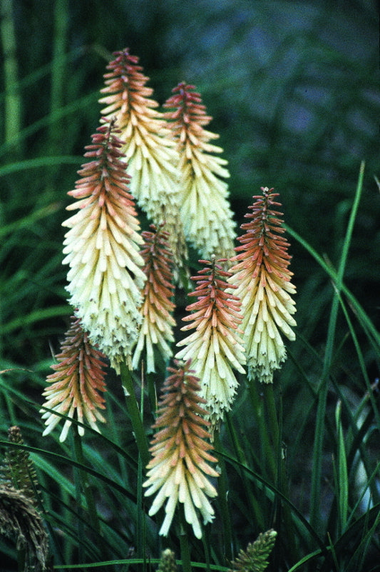 Image of Kniphofia 'Toffee Nosed'|Juniper Level Botanic Gdn, NC|JLBG