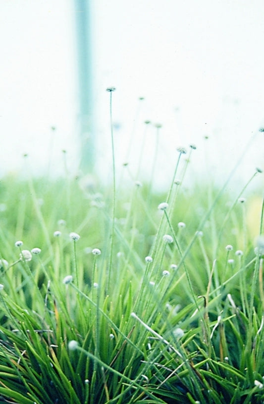 Image of Lachnocaulon anceps coll. #A5NC-013|Juniper Level Botanic Gdn, NC|JLBG