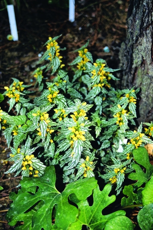 Image of Lamium galeobdolon 'Petit Point'|Juniper Level Botanic Gdn, NC|JLBG