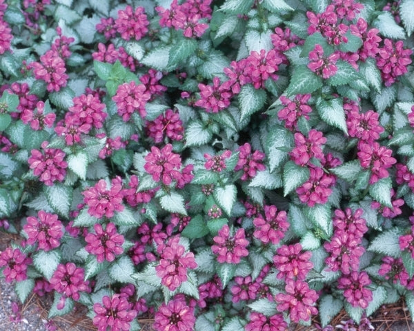 Image of Lamium maculatum 'Purple Dragon' PP 15,890|Greenleaf Nsy, PA|Green Leaf Plants