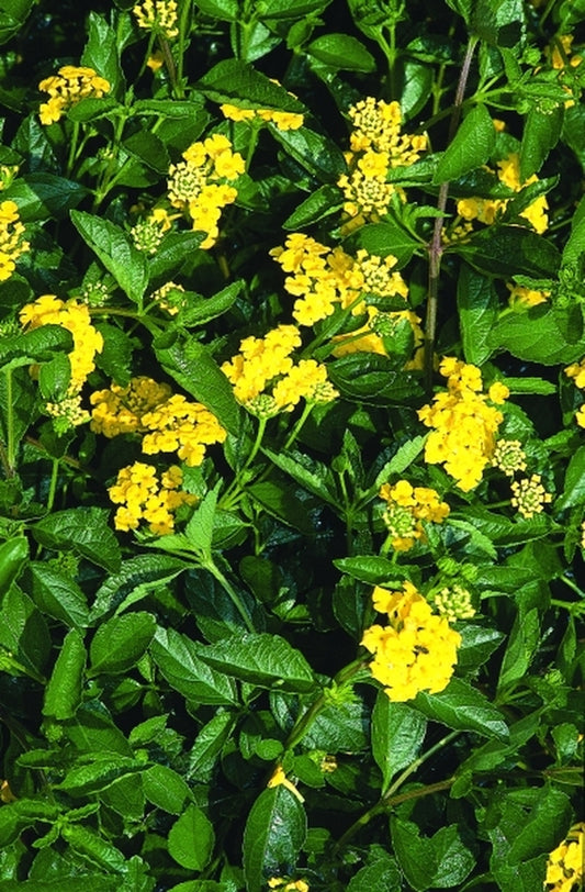 Image of Lantana 'New Gold'|Juniper Level Botanic Gdn, NC|JLBG