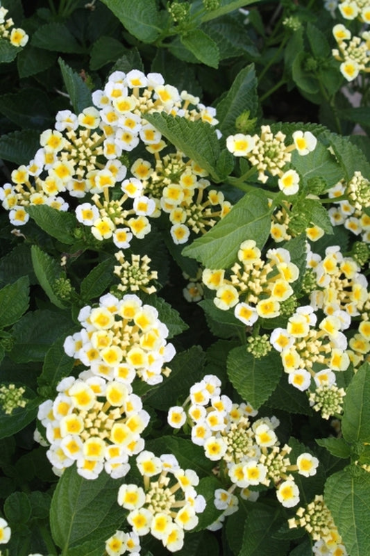 Image of Lantana 'Sunny Side Up' PPAF|Juniper Level Botanic Gdn, NC|JLBG