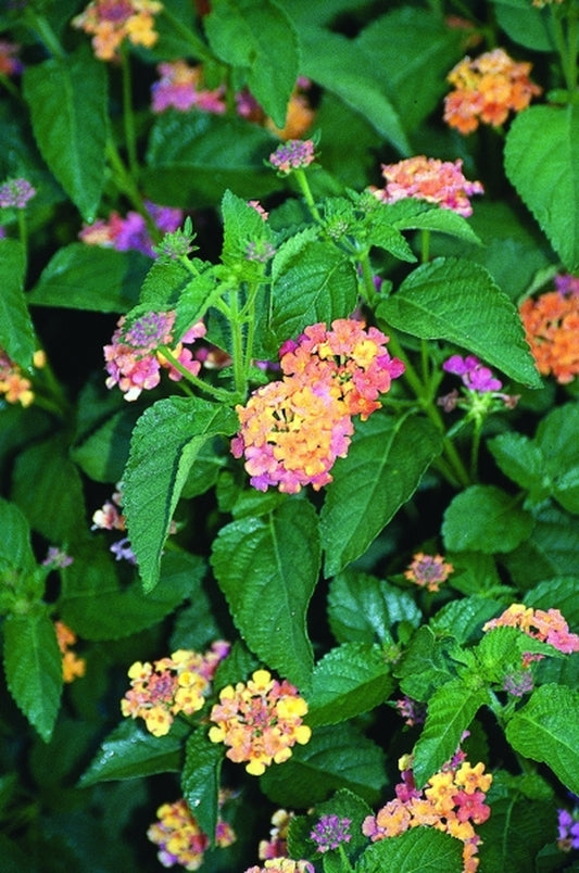 Image of Lantana camara 'Sonset' PP 12,883|Juniper Level Botanic Gdn, NC|JLBG