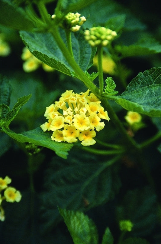 Image of Lantana camara 'Sonshine' PP 14,488|Juniper Level Botanic Gdn, NC|JLBG