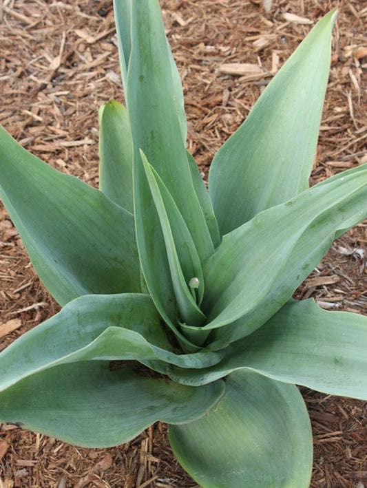 Image of Ledebouria zebrina||