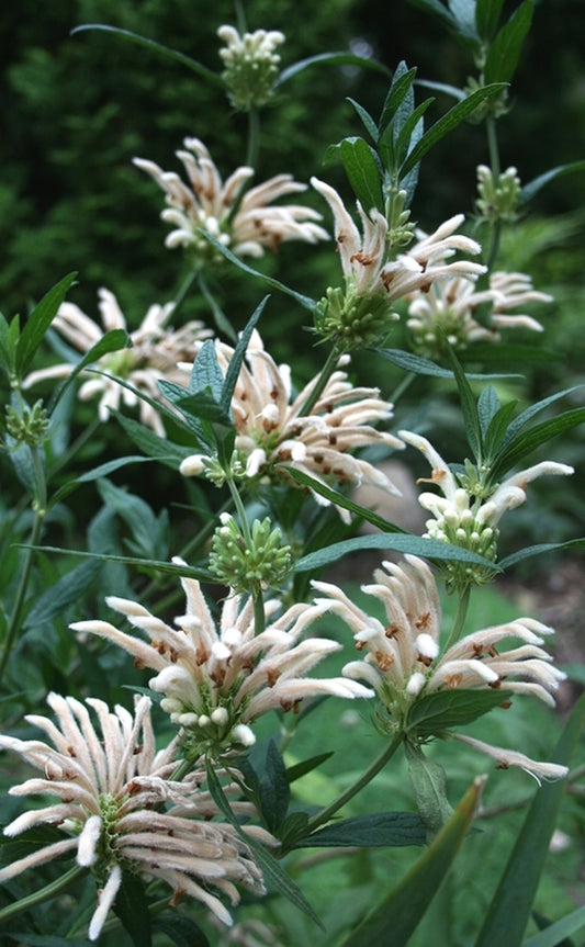Image of Leonotis leonurus 'Snow Tiger'|Juniper Level Botanic Gdn, NC|JLBG