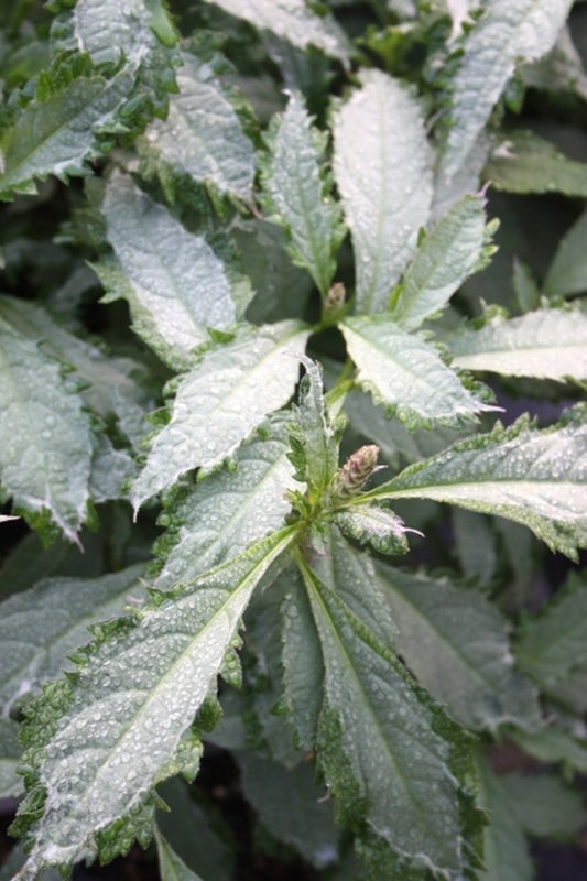 Image of Leucosceptrum japonicum 'Silver Angel'|Juniper Level Botanic Gdn, NC|JLBG