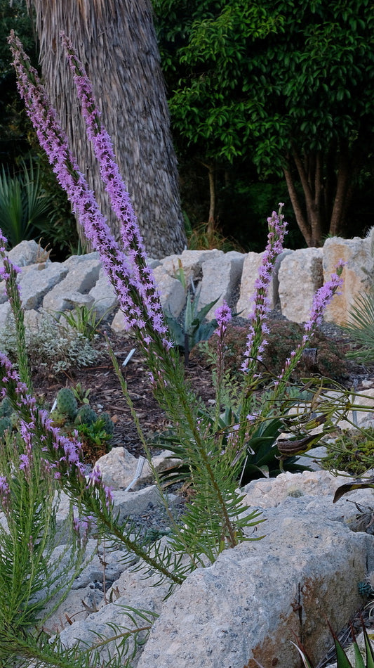 Image of Liatris chapmanii|Juniper Level Botanic Gdn, NC|JLBG