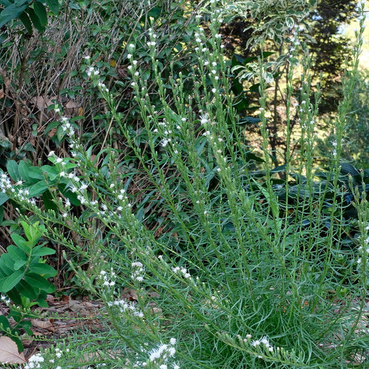 Image of Liatris microcephala 'White Sprite'|Juniper Level Botanic Gdn, NC|JLBG