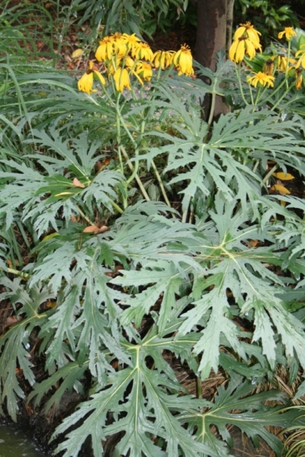 Image of Ligularia japonica|Juniper Level Botanic Gdn, NC|JLBG
