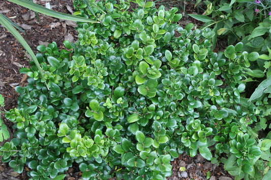 Image of Ligustrum lucidum 'Little Moon'||