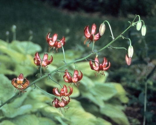 Image of Lilium 'Dalhansonii'|H. Hansen Gdn, MN|H. Hansen
