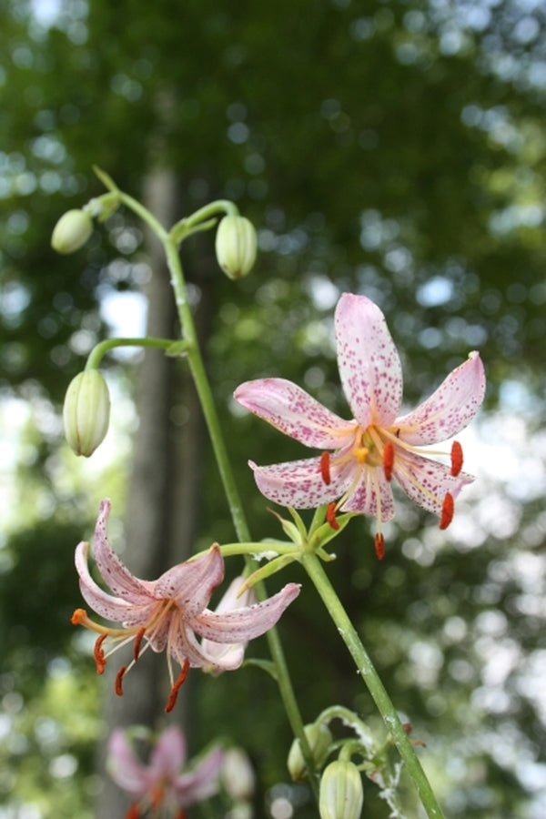 Image of Lilium 'Moonyeen'|Juniper Level Botanic Gdn, NC|JLBG