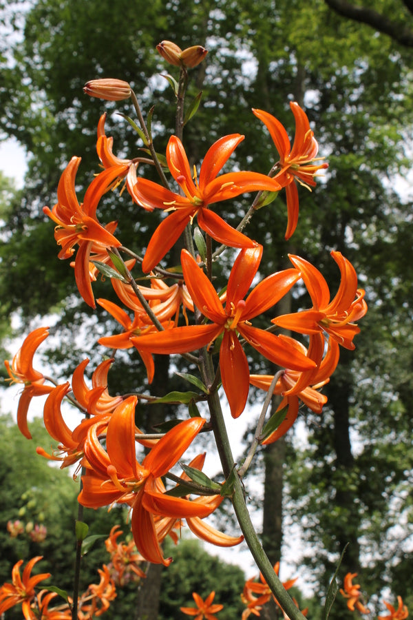 Image of Lilium 'Orange Marmalade'||