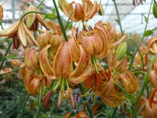Image of Lilium 'Peppard Gold'|Holland|The Lily Company, NL