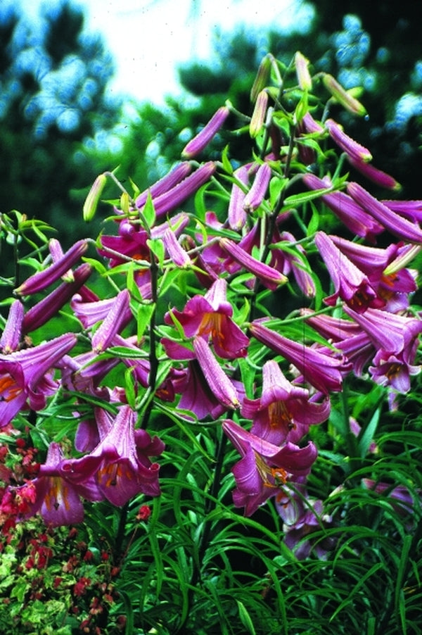 Image of Lilium 'Pink Perfection'|Juniper Level Botanic Gdn, NC|JLBG