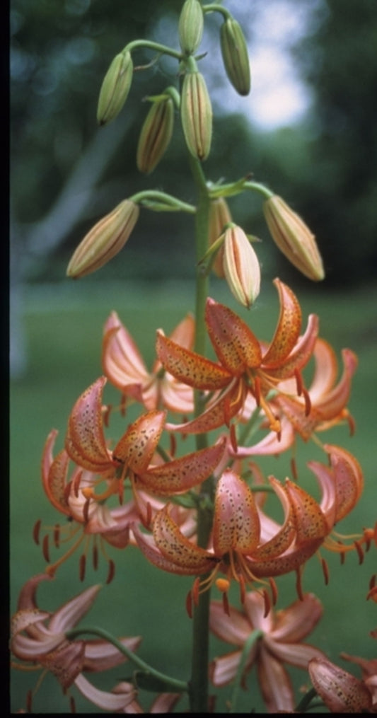 Image of Lilium 'Pink Taurade'|H. Hansen Gdn, MN|H. Hansen