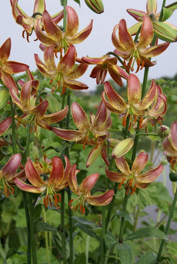Image of Lilium 'Slate's Morning'|Holland|The Lily Company, NL